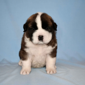 Saint Bernard Puppies