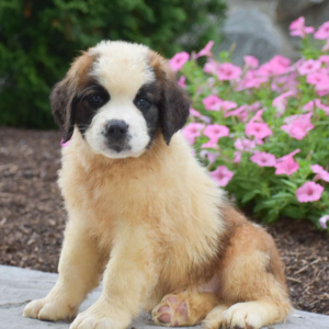 Saint Bernard Puppy, Female