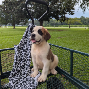 Nancy Female Saint Bernard Puppy