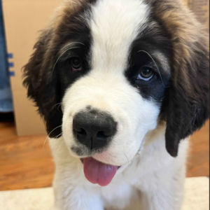 Rocky Male Saint Bernard Puppy