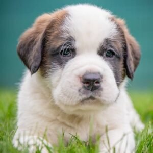 Tommy Male Saint Bernard Puppy