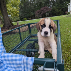 Tracy Female Saint Bernard Puppy