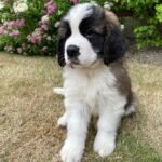 duke